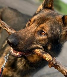 Rocky – Deutscher Schäferhund, Männchen, 4 Jahre, 70195 Stuttgart-Botnang – Foto 5