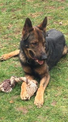 Rocky – Deutscher Schäferhund, Männchen, 4 Jahre, 70195 Stuttgart-Botnang – Foto 6