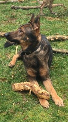 Rocky – Deutscher Schäferhund, Männchen, 4 Jahre, 70195 Stuttgart-Botnang – Foto 7