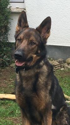 Rocky – Deutscher Schäferhund, Männchen, 4 Jahre, 70195 Stuttgart-Botnang – Foto 8