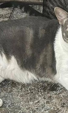 Dama – Europäisch Kurzhaar, Weibchen, 3 Jahre, 65520 Bad Camberg – Foto 4