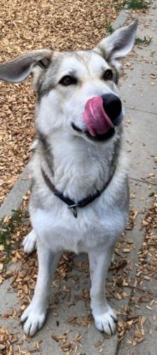 Dobby – Husky-Mischling, Männchen, 4 Jahre 7 Monate, 70195 Stuttgart-Botnang – Foto 1