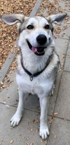 Dobby – Husky-Mischling, Männchen, 4 Jahre 7 Monate, 70195 Stuttgart-Botnang – Foto 2