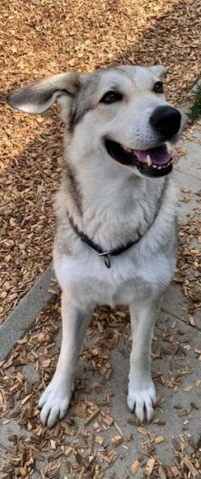 Dobby – Husky-Mischling, Männchen, 4 Jahre 7 Monate, 70195 Stuttgart-Botnang – Foto 3