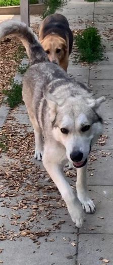 Dobby – Husky-Mischling, Männchen, 4 Jahre 7 Monate, 70195 Stuttgart-Botnang – Foto 4