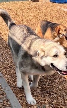 Dobby – Husky-Mischling, Männchen, 4 Jahre 7 Monate, 70195 Stuttgart-Botnang – Foto 5