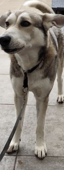 Dobby – Husky-Mischling, Männchen, 4 Jahre 7 Monate, 70195 Stuttgart-Botnang – Foto 6