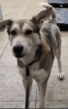 Dobby – Husky-Mischling, Männchen, 4 Jahre 7 Monate, 70195 Stuttgart-Botnang – Foto 7
