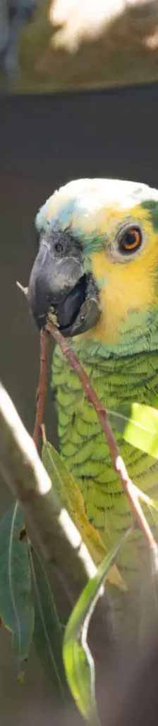 Lui – Blaustirnamazone, Männchen, 2 Jahre 3 Monate, 13057 Berlin – Foto 1