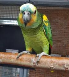 Lui – Blaustirnamazone, Männchen, 2 Jahre 3 Monate, 13057 Berlin – Foto 3