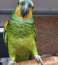 Lui – Blaustirnamazone, Männchen, 2 Jahre 3 Monate, 13057 Berlin – Foto 4