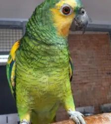 Lui – Blaustirnamazone, Männchen, 2 Jahre 3 Monate, 13057 Berlin – Foto 5