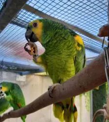 Lui – Blaustirnamazone, Männchen, 2 Jahre 3 Monate, 13057 Berlin – Foto 6