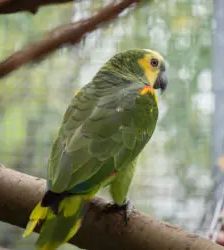 Lui – Blaustirnamazone, Männchen, 2 Jahre 3 Monate, 13057 Berlin – Foto 7