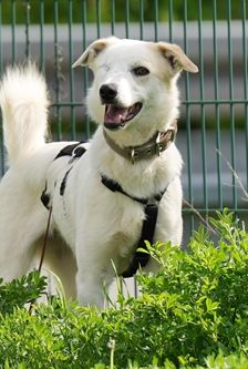Omelia – Mischling, Weibchen, 1 Jahr 5 Monate, 90537 Feucht – Foto 2