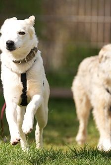 Omelia – Mischling, Weibchen, 1 Jahr 5 Monate, 90537 Feucht – Foto 4