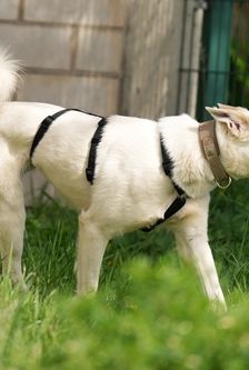 Omelia – Mischling, Weibchen, 1 Jahr 5 Monate, 90537 Feucht – Foto 5