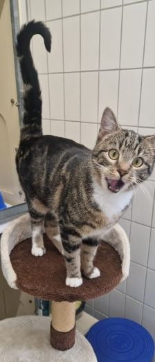 Allegra – EKH, Weibchen, Alter unbekannt, 70195 Stuttgart-Botnang – Foto 1