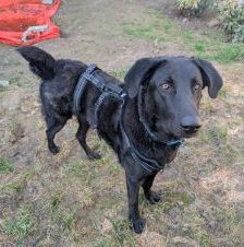 Shadow – Herdenschutzhund, Männchen, 11 Monate, 97525 Schwebheim – Foto 1
