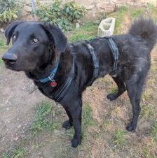 Shadow – Herdenschutzhund, Männchen, 11 Monate, 97525 Schwebheim – Foto 2