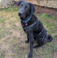 Shadow – Herdenschutzhund, Männchen, 11 Monate, 97525 Schwebheim – Foto 3