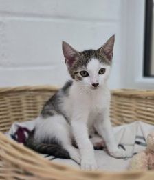Ray – Europäisch Kurzhaar, Männchen, 1 Monat, 97525 Schwebheim – Foto 1