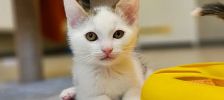 Ray – Europäisch Kurzhaar, Männchen, 1 Monat, 97525 Schwebheim – Foto 2