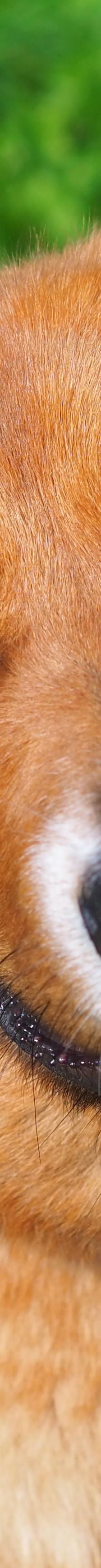 Sandy – Mischling, Weibchen, 2 Jahre, 50969 Köln-Zollstock – Foto 1