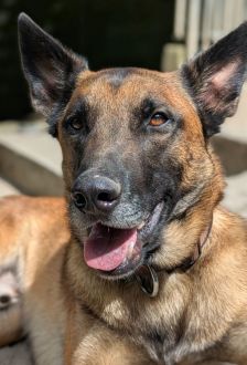 Sky – Malinois, Männchen, 2 Jahre, 97074 Würzburg – Foto 1