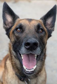 Sky – Malinois, Männchen, 2 Jahre, 97074 Würzburg – Foto 3