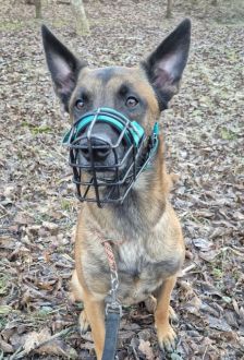 Sky – Malinois, Männchen, 2 Jahre, 97074 Würzburg – Foto 7