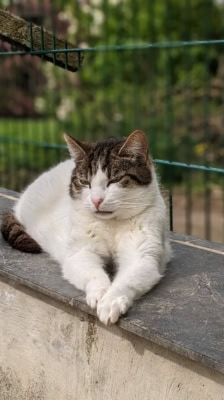Franzi – Katze, Weibchen, 4 Jahre, 39576 Stendal – Foto 1