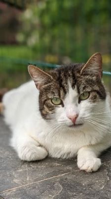 Franzi – Katze, Weibchen, 4 Jahre, 39576 Stendal – Foto 2