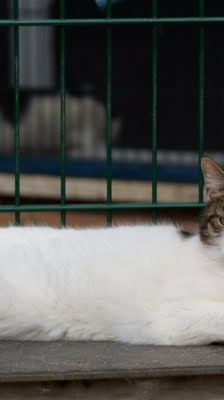 Franzi – Katze, Weibchen, 4 Jahre, 39576 Stendal – Foto 3
