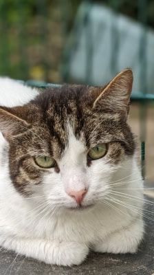 Franzi – Katze, Weibchen, 4 Jahre, 39576 Stendal – Foto 4