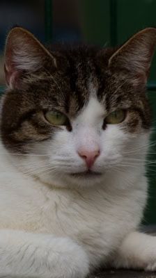 Franzi – Katze, Weibchen, 4 Jahre, 39576 Stendal – Foto 5