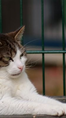 Franzi – Katze, Weibchen, 4 Jahre, 39576 Stendal – Foto 6