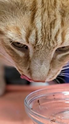 Tommy – Katze, Männchen, 7 Jahre, 39576 Stendal – Foto 3