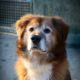 Tommy – Katze, Männchen, 7 Jahre, 39576 Stendal – Foto 27