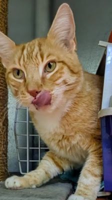 Tommy – Katze, Männchen, 7 Jahre, 39576 Stendal – Foto 4