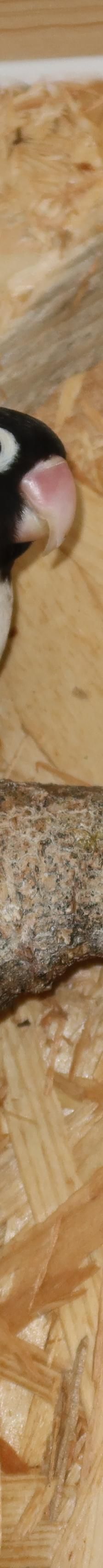 Bonni und Clyde/ Megabakterien – Agapornid, Unbekannt, Alter unbekannt, 50969 Köln-Zollstock – Foto 1
