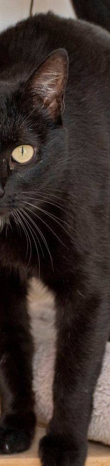 Encarna – EKH, Weibchen, 2 Jahre, 65520 Bad Camberg – Foto 13