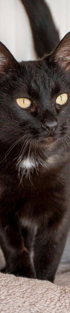 Encarna – EKH, Weibchen, 2 Jahre, 65520 Bad Camberg – Foto 10