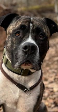 Geronimo – Presa Canario, Männchen, 6 Jahre 5 Monate, 70195 Stuttgart-Botnang – Foto 1