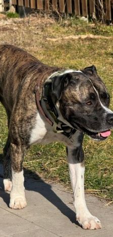 Geronimo – Presa Canario, Männchen, 6 Jahre 5 Monate, 70195 Stuttgart-Botnang – Foto 2