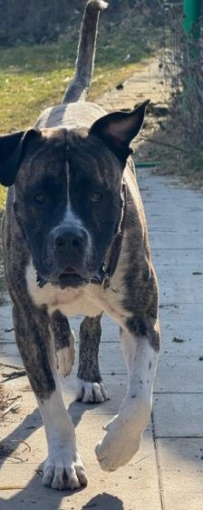 Geronimo – Presa Canario, Männchen, 6 Jahre 5 Monate, 70195 Stuttgart-Botnang – Foto 3