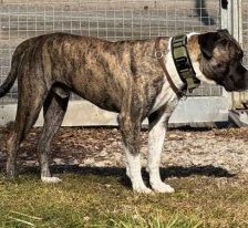 Geronimo – Presa Canario, Männchen, 6 Jahre 5 Monate, 70195 Stuttgart-Botnang – Foto 4