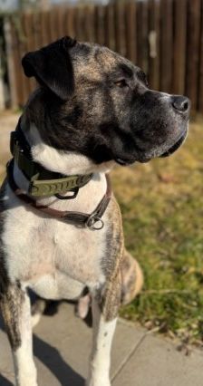 Geronimo – Presa Canario, Männchen, 6 Jahre 5 Monate, 70195 Stuttgart-Botnang – Foto 5