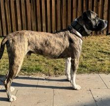 Geronimo – Presa Canario, Männchen, 6 Jahre 5 Monate, 70195 Stuttgart-Botnang – Foto 6