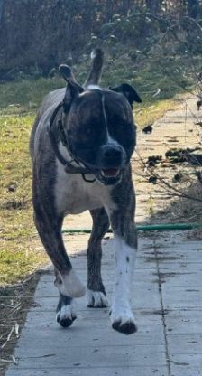 Geronimo – Presa Canario, Männchen, 6 Jahre 5 Monate, 70195 Stuttgart-Botnang – Foto 7